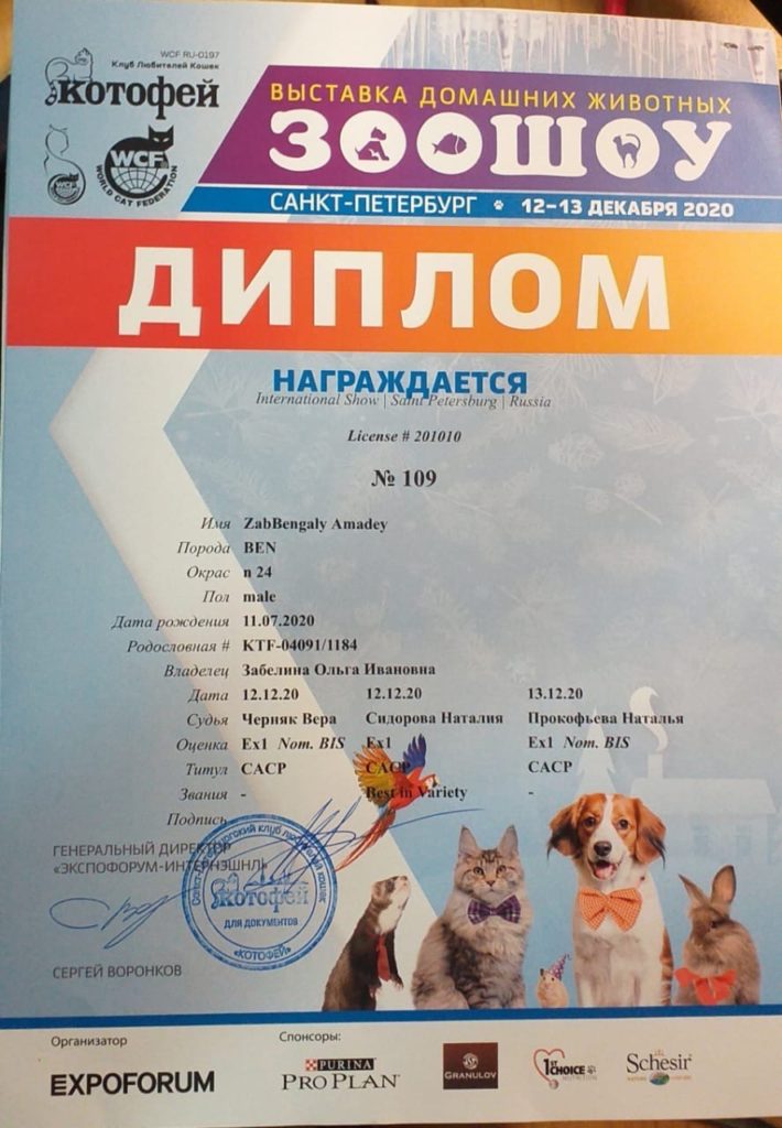 документы Zabbengaly Amadey