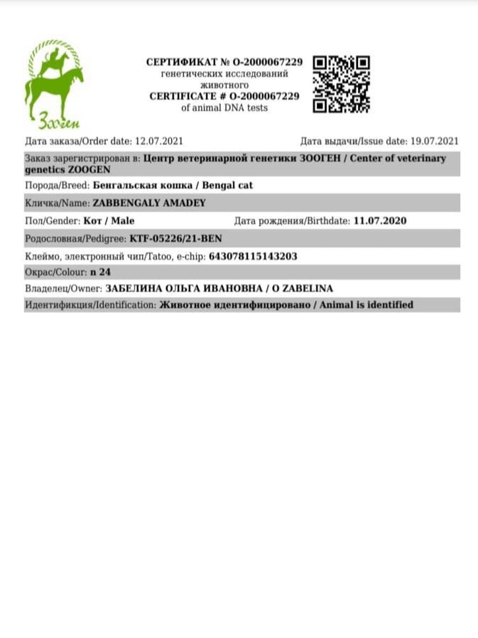 документы Zabbengaly Amadey
