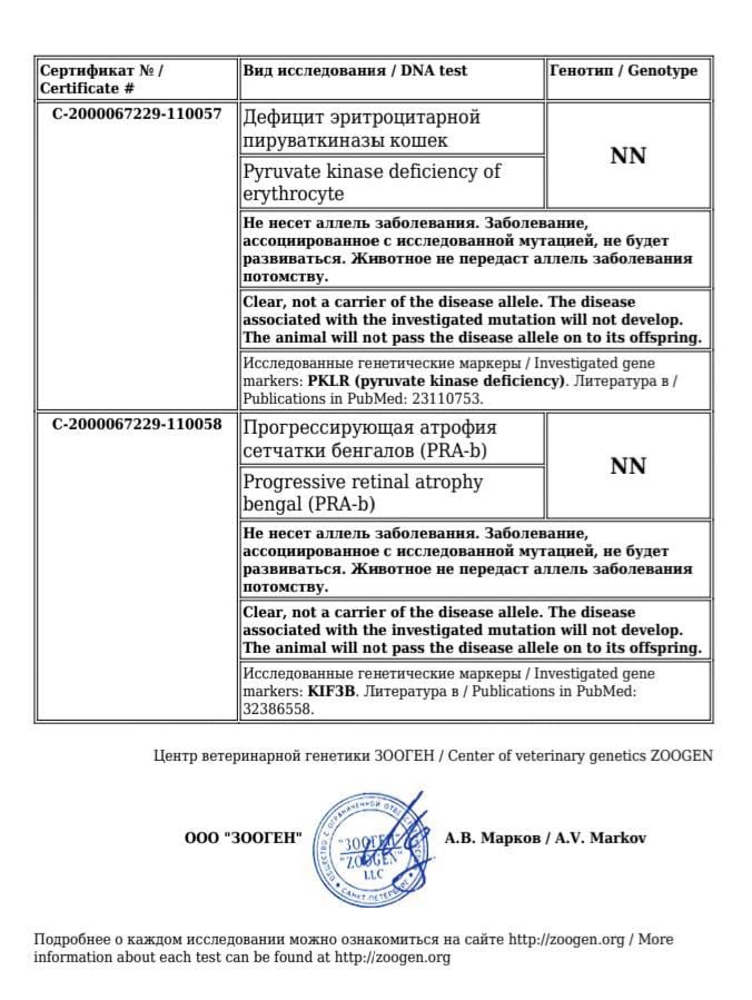 документы Zabbengaly Amadey