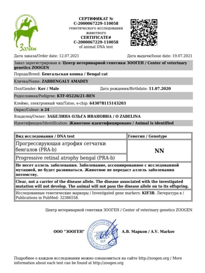 документы Zabbengaly Amadey