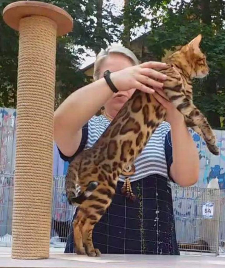 Продажа бенгальских кошек в СПб