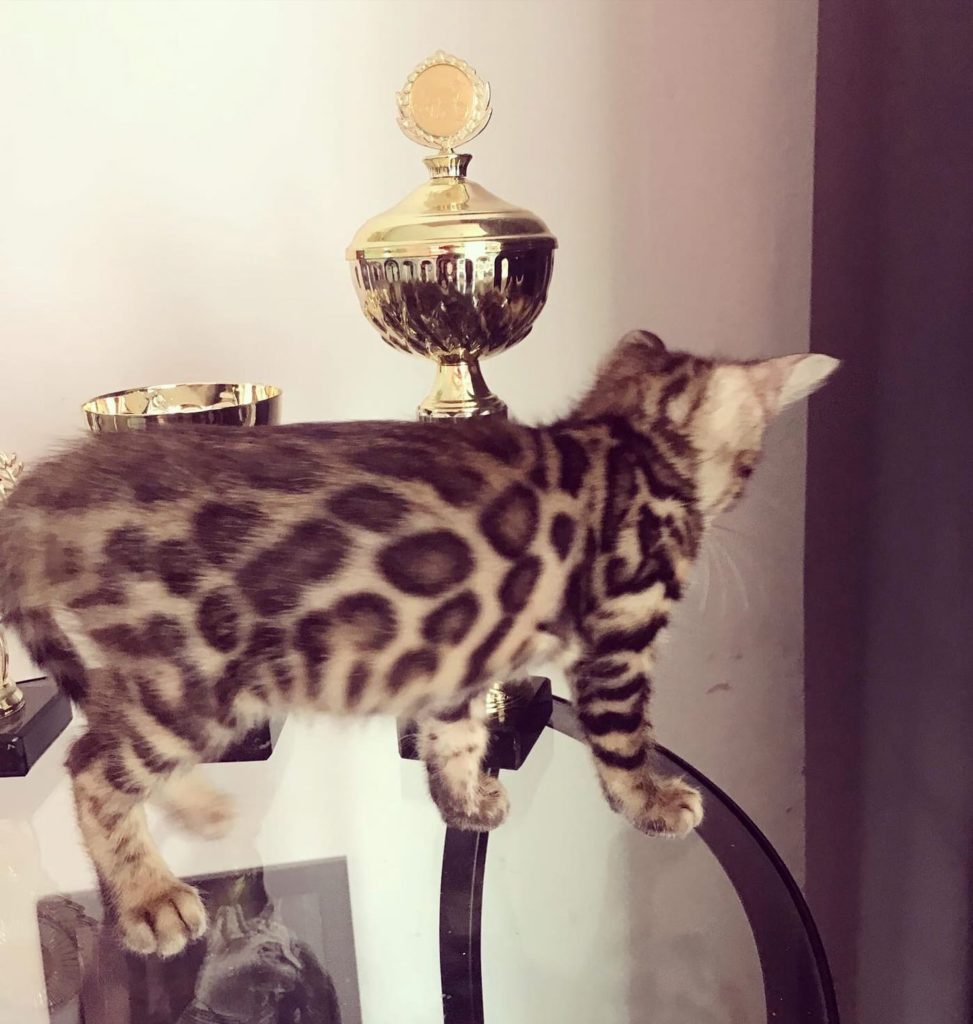 Актировка в клубе кошек