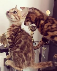 Актировка в клубе кошек