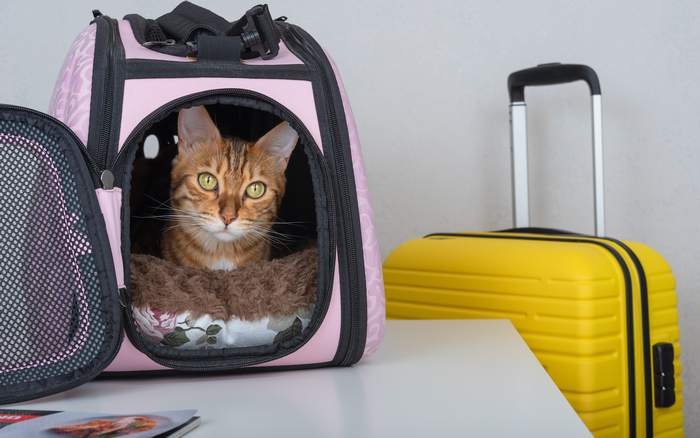 «Котоотель»:-как-выбрать-лучшую-гостиницу-для-кошки